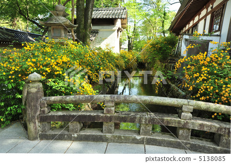 Yamabuki of Kyoto Matsuo Taisha Shrine Yamabuki of Kyoto Matsuo Taisha Shrine 5138085