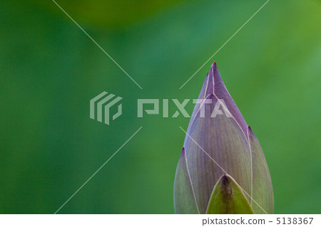 一朵蓮花 5138367