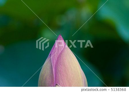 一朵蓮花 5138368