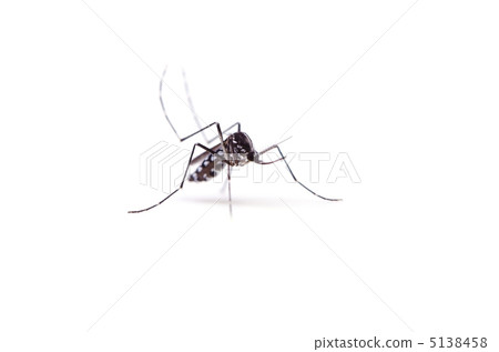 Aedes albopictus 5138458