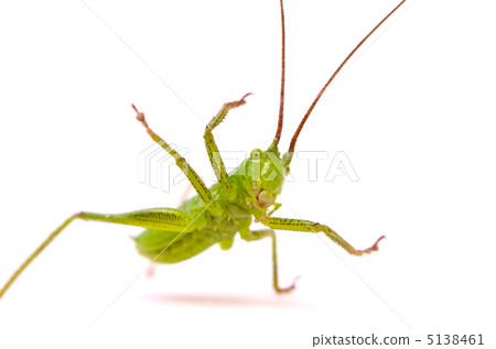 Grasshopper 5138461