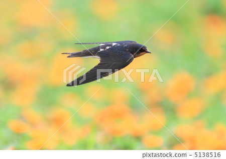 Orange blossom Orange blossom 5138516