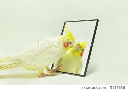 Cockatiel speaks to me 5138636