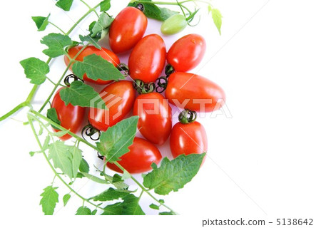 被葉子包圍的迷你番茄·Ako的紅色深紅色·白色背面側身·鳥瞰圖 被葉子包圍的迷你番茄·Ako的紅色深紅色·白色背面側身·鳥瞰圖 5138642