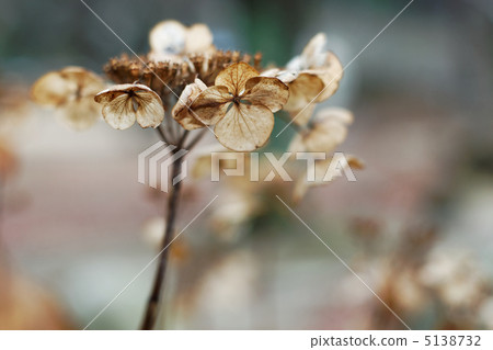 Hakusangai的冬天死了 5138732