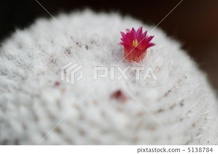 Mamilyaria Hope Maru 5138784