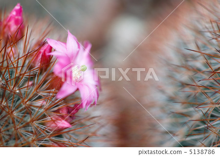 Mamilyaria Nishikimaru 5138786