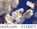 Plum blossom  5138871