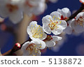 Plum blossom  5138872