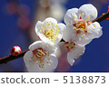 Plum blossom  5138873