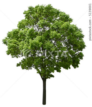 Camphor tree 5139001
