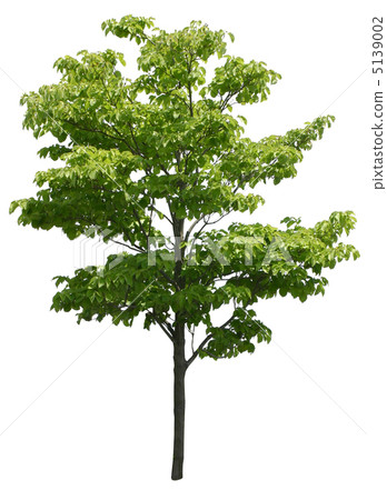 山茱萸樹 5139002