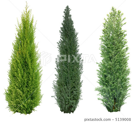 黃金任務樹 5139008