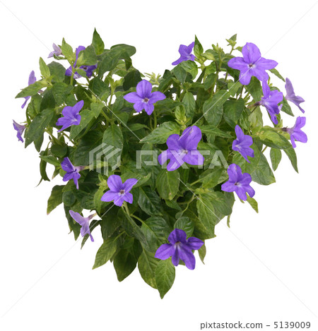 紫色的花心 紫色的花心 5139009