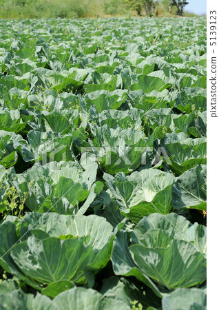 Western vegetable cabbage field at the west of Hakone 5139123