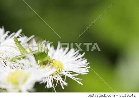 日本的幼蟲1 5139142