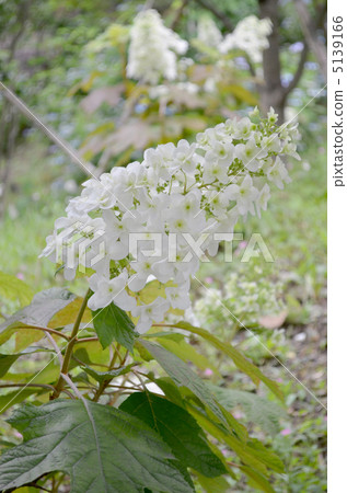 Kashiwaba繡球花 Kashiwaba繡球花 5139166