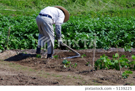 農業老齡化為老年人製作蔬菜 5139225