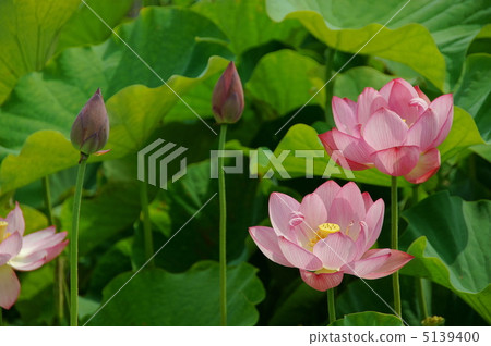 July Lotus lotus 95 July Lotus lotus 95 5139400
