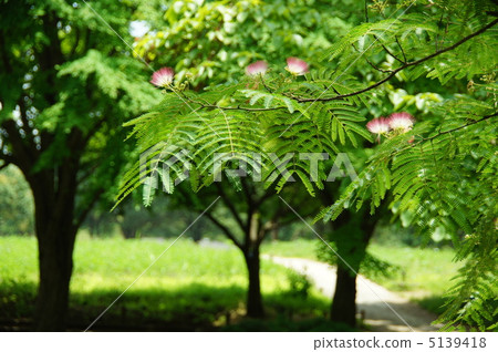 7月Nemnomonidae 29 5139418