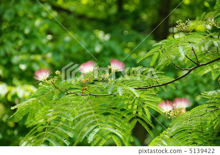 7月Nemnomonidae 25 5139422