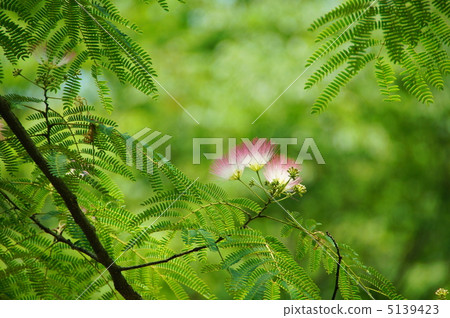 7月Nemnomonidae 24 5139423