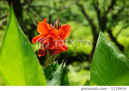 July Canna and Kanna family 30 July Canna and Kanna family 30 5139454