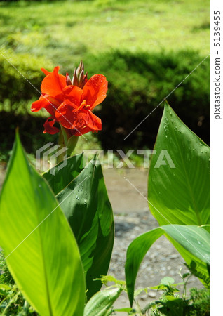 July Kanna · Kanna family 29 July Kanna · Kanna family 29 5139455