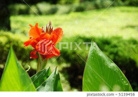 July Kanna · Kanna family 28 July Kanna · Kanna family 28 5139456