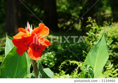 July Canna and Kanna family 23 5139460