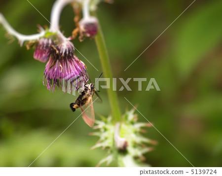 Scarbora hojaku停止在薊花 5139724