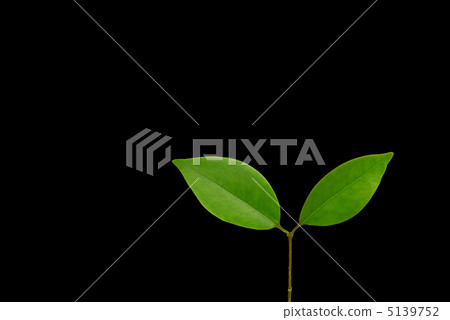 木葉（黑背） 5139752