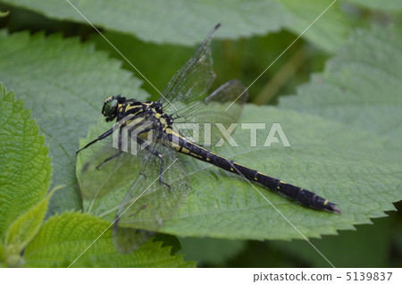 裁剪標記 5139837