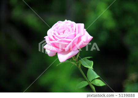 rose	 5139888