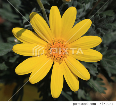 朱利葉斯黛西 5139984