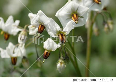 Potato flowers 5140043