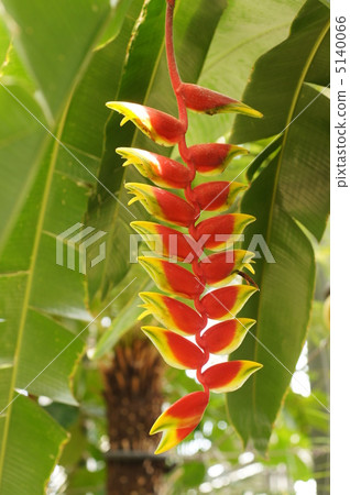 Heliconia·Rostrata Heliconia·Rostrata 5140066