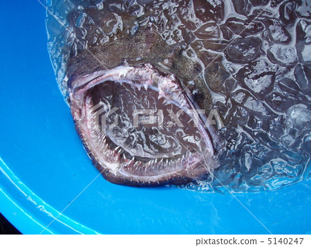 活琵琶魚嘴 5140247