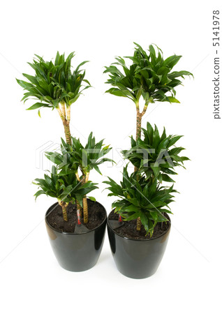 Dracaena plant isolated on the white background Dracaena plant isolated on the white background 5141978