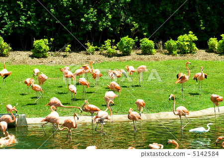 Pink lamingoes on the bright summer day Pink lamingoes on the bright summer day 5142584