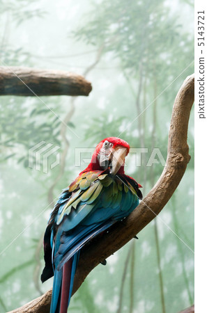 Colourful parrot bird sitting on the perch 5143721