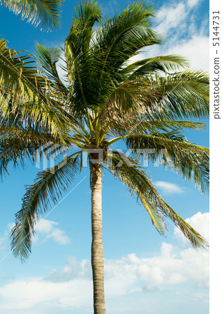 Palms trees on the beach during bright day 5144731