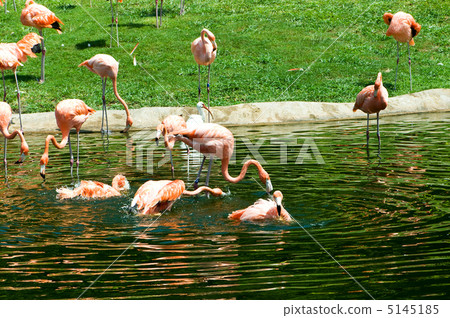 Pink lamingoes on the bright summer day Pink lamingoes on the bright summer day 5145185