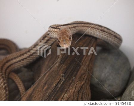 Shrimp Shrimp 5145488