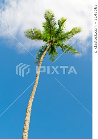 Palms trees on the beach during bright day 5145565
