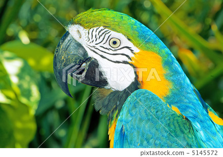 Colourful parrot bird sitting on the perch 5145572