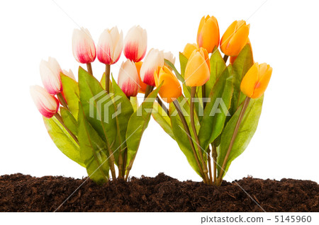 Colourful tulip flowers growing in the soil Colourful tulip flowers growing in the soil 5145960