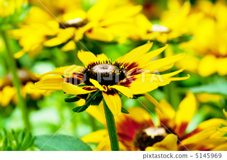 Yellow sunflowers on the bright summer day Yellow sunflowers on the bright summer day 5145969