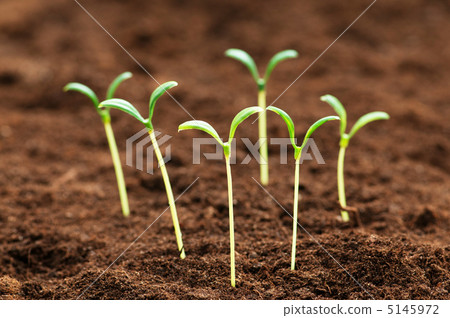 Green seedling illustrating concept of new life Green seedling illustrating concept of new life 5145972