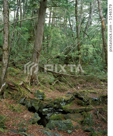 Aoki is the original sea of trees 5146379